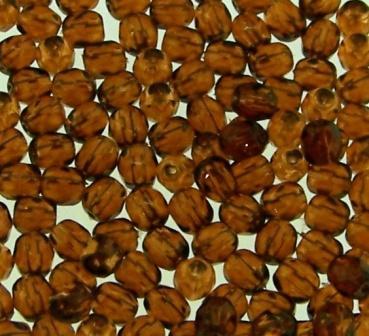 Czech F/Polished Faceted Round 8mm 50pcs Topaz